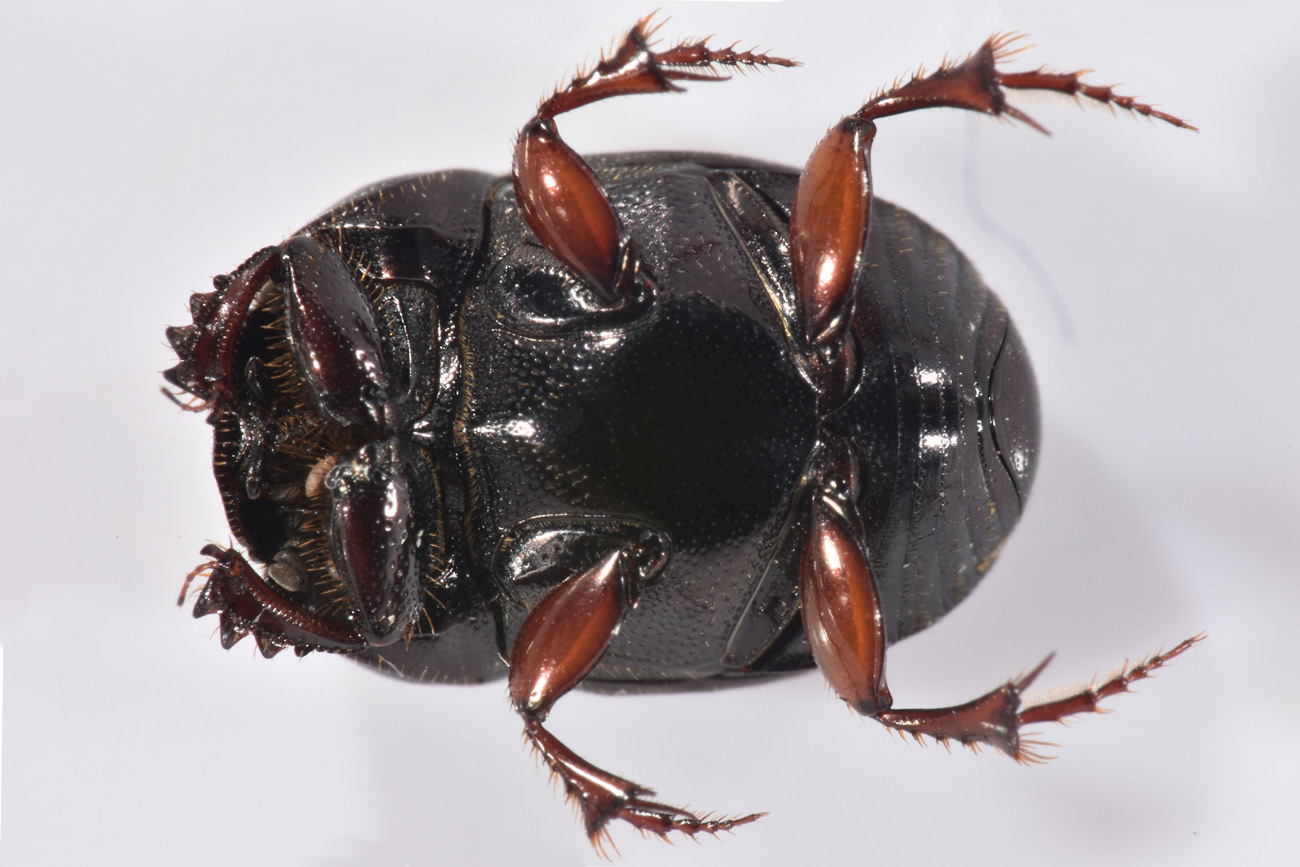 Scarabaeidae: Caccobius schreberi?  S !